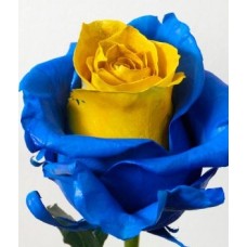 Boca Roses (we make them for your favorite team, order them)